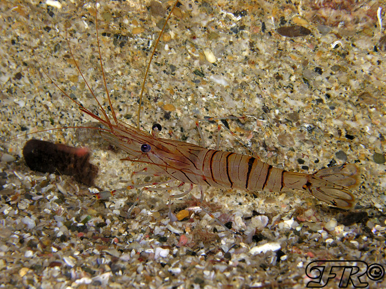 Palaemon serratus dalla livrea chiara